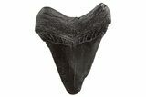 Juvenile Megalodon Tooth - South Carolina #325231-1